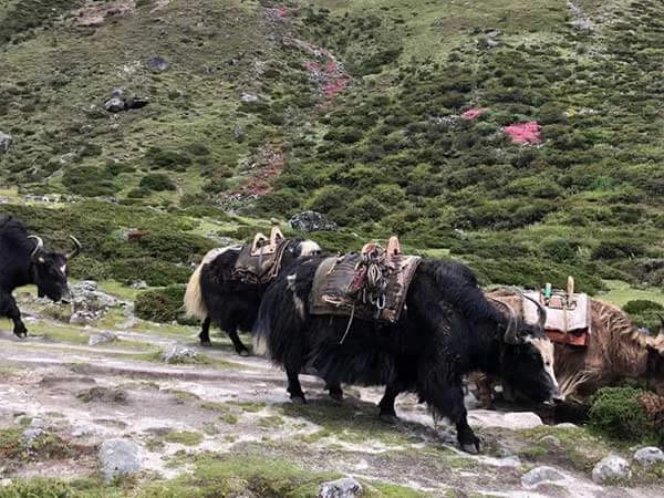 yaks walking on trekking trail